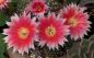 Preview: Lobivia Red Iris Hybrid